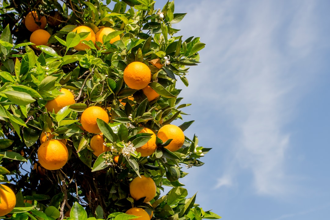 Exploring the Sweet and Tangy Nispero Fruit